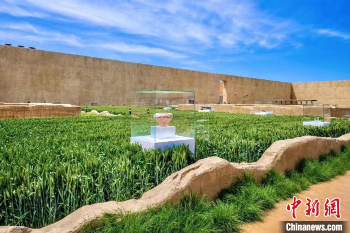 麥田里的展品?！『幽鲜∥幕吐糜螐d供圖