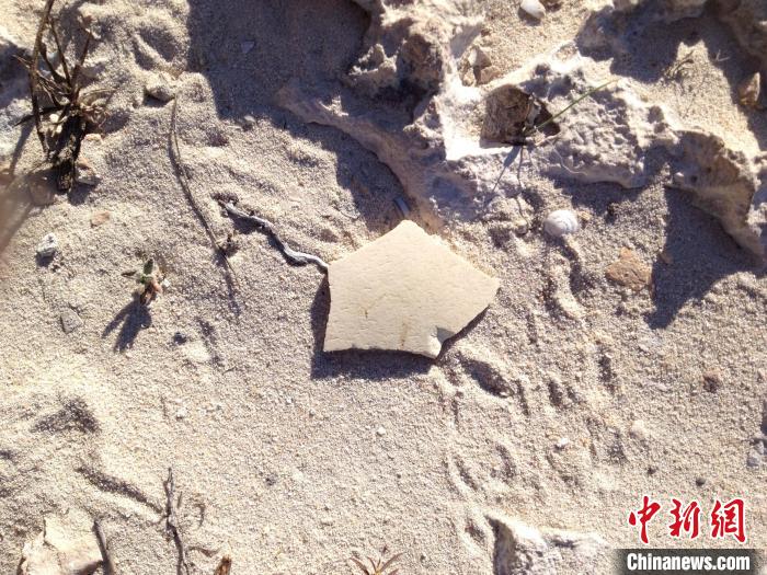 馬達加斯加西南海灘上的一塊象鳥蛋碎片(攝于2014年)?！licia Grealy　攝